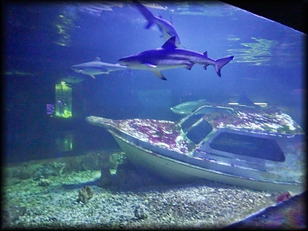 Oceanarium w Kielcach