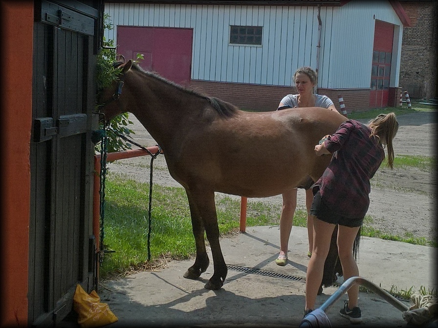 wolontariusze czyszczą konie