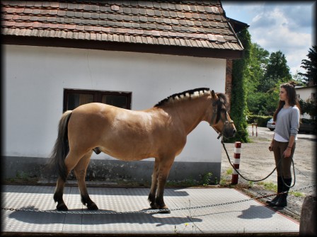 norton na wadze- jako jedyny koń schudł - na szczęście w wakacje na zielonce odrobi straty
