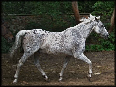 Zdjęcie Trzosa