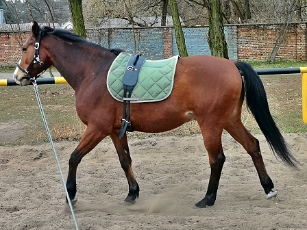 Jaskier na lonży